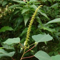 Homalanthus populifolius Graham